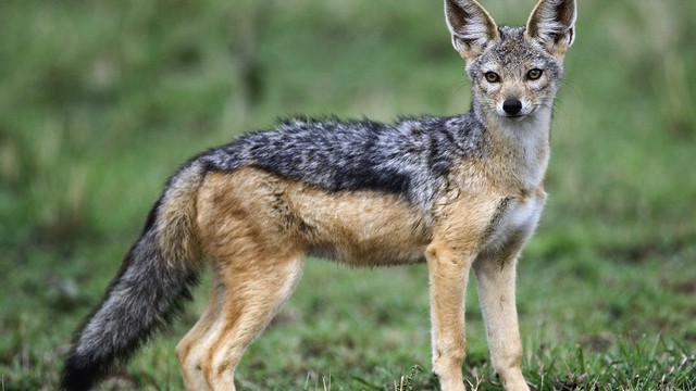 Jackal-One of the popular canine predators in the wild specifically in some parts of Africa and south central Eurasia, the jackal is closely related to the wolves, dogs and coyotes, their appearance in itself says it all. At 35 mph 56 kph, they can hunt for their young and chase away their rivals