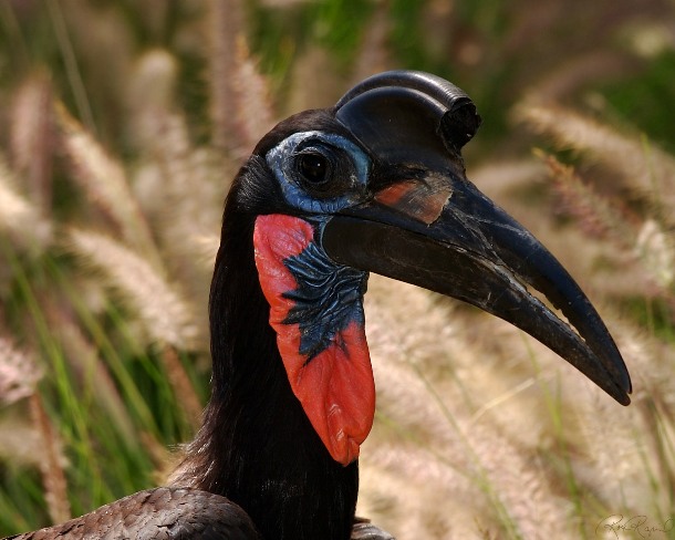 Abyssinian ground hornbill northern grand hornbill is an African bird found north of the equator. The male has a red throat pouch and the female has a blue throat pouch.