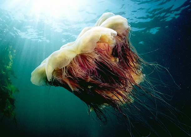 Lion's mane jellyfish-Also known as hair jelly, officially Cyanea capillata, it is the biggest known species of jellyfish in the world. The largest recorded specimen washed up on the shore of Massachusetts Bay in 1870