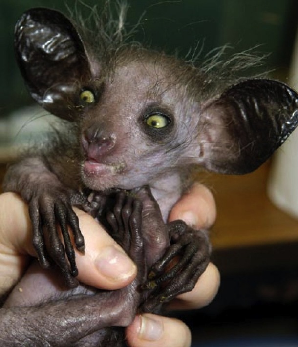 Apart from its frightening appearance, the Aye  aye is famous for its unusual method of finding food. It taps on trees to find grubs, gnaws holes in the wood