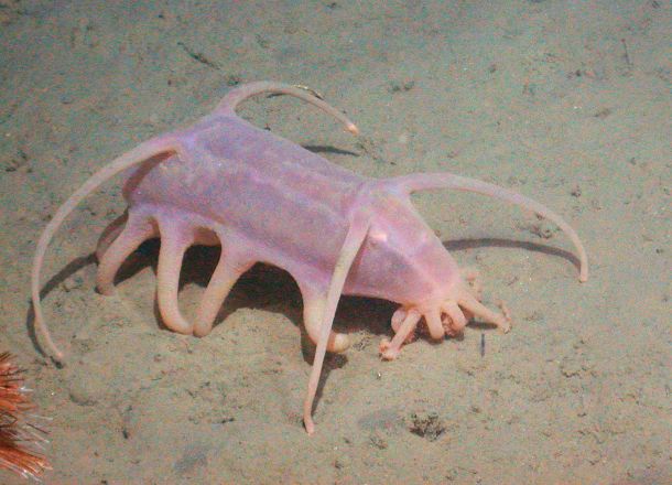 Scotoplanes-Commonly known as sea pigs, these little deep sea animals live on ocean bottoms, typically at depths of over 0.6 miles 0.965 Kilometers. Scotoplanes