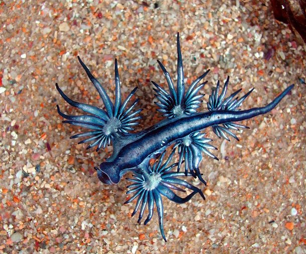Commonly known as the sea swallow, blue dragon or blue angel the Glaucus atlanticus, is actually a type of small-sized blue sea slug.