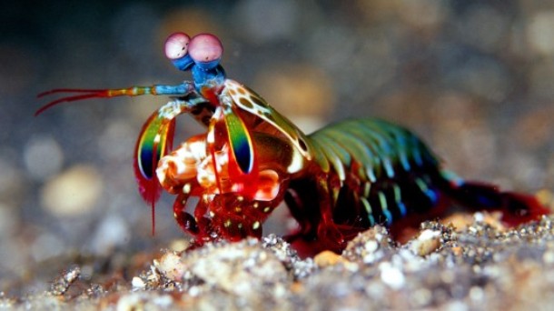 Mantis shrimps have powerful claws that they use to attack and kill prey by spearing, stunning, or dismemberment. When kept in captivity, some larger species are capable of breaking through aquarium glass with a single strike