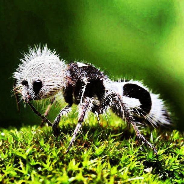Panda ants are not ants but wasps These insects have a nasty sting that is excruciatingly painful. This is why they are also called cow-killers, since they are capable of knocking out animals