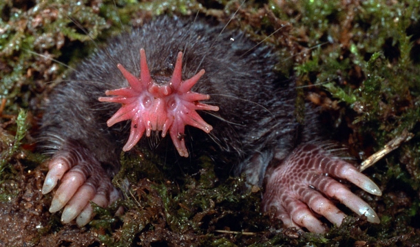 Star-nosed mole is a small mole found in wet low areas of eastern Canada and the northeastern United States. This little creature is easily identified by the 11 pairs of pink fleshy appendages ringing its snout.