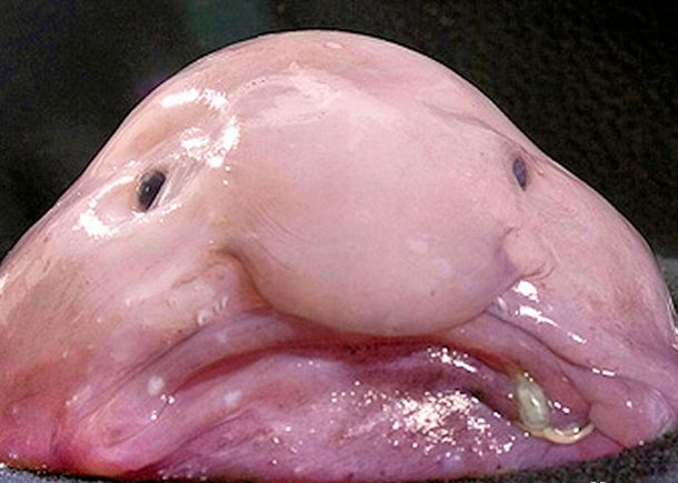 The flesh of the Blobfish is a gelatinous mass with a density slightly less than water. This allows the fish to float above the sea floor without expending energy on swimming
