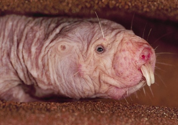 The naked mole rat also known as the sand puppy, is a burrowing rodent native to parts of East Africa. Their large, protruding teeth and sealed lips are used to dig while preventing soil from filling their mouths.