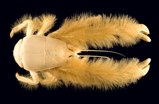 Yetti crab-The official name of this strange crustacean is Kiwa hirsuta. This decapod, which is approximately 6 inches long 15.24 centimeters, is notable for the quantity of silky blond hair covering its pereiopods.