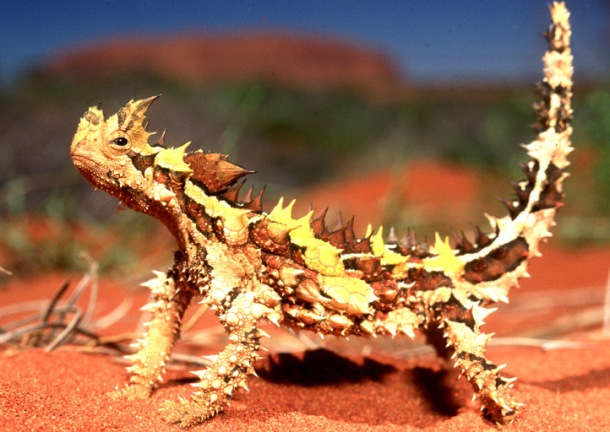 The thorny dragon or thorny devil  Australian lizard that grows up to 8 inches 20.32 centimeters and live for up to 20 years. The thorny dragon is covered in hard, sharp spines that protects them from predators.