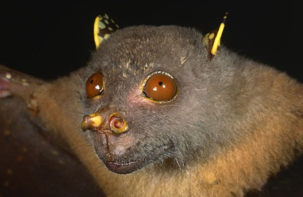 The tube-nosed fruit bat Nyctimene was recently uncovered in the Muller Range mountains, Papua New Guinea. The furry creature gets its name from its distinctive mustard-yellow nose with tubular nostrils.