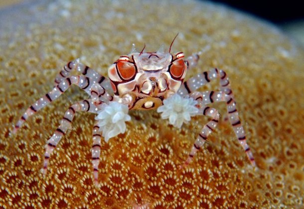 Boxer crab-These little crabs from the family Xanthidae are notable for their mutualism with sea anemones, which they hold in their claws for defense.