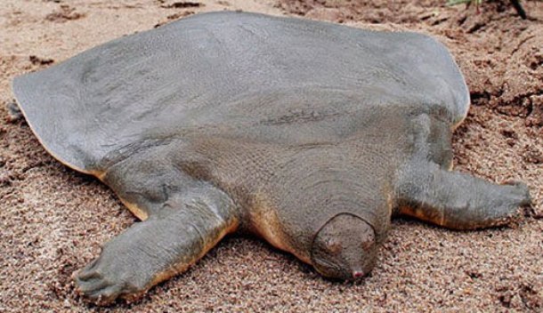 Cantor's giant soft-shell turtle-This freshwater turtle can be easily identified by its smooth, olive-colored carapace. With up to 6 feet in length, the turtle spends 95 of its life buried and motionless with only its eyes and mouth protruding from the sand.