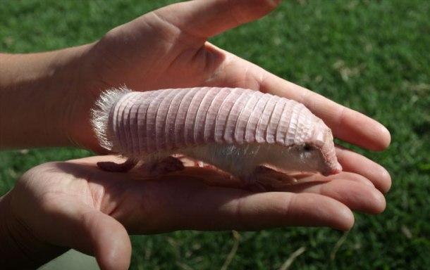 Pink fairy armadillo-This funny creature also known as pichiciego is the smallest species of armadillo  mammals of the family Dasypodidae, mostly known for having a bony armor shell. Endemic to central Argentina.