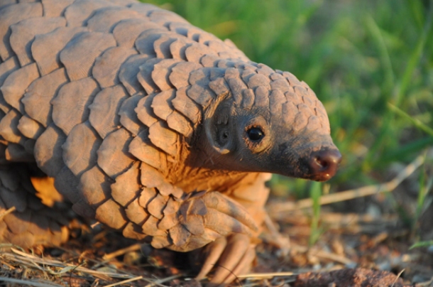 Ground pangonil-This odd mammal, native to Africa, is covered with extremely hard scales. When threatened, it will usually roll up into a ball thus protecting its vulnerable belly. Capable of walking on two legs