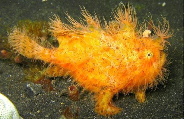 Striated frogfish-This small fish, just about 8  9 inches 20.32 to 22.86 Centimeters long, has the capacity to change coloration and pigment pattern. The first dorsal spine of the frogfish tips forward and is used as fishing rod.