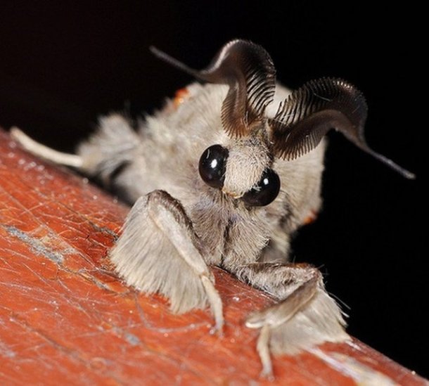 This unreal looking moth species was identified in 2009 by Dr. Arthur Anker of Bishkek, Kyrgyzstan, in the Gran Sabana region of Venezuela.