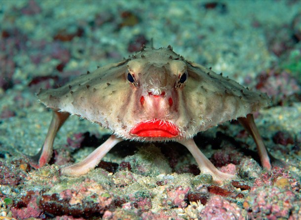 Red-lipped batfish-This unreal-looking little fish species can be found around the Galapagos Islands at depths of 100 feet 30.480M or more. Batfish are not good swimmers