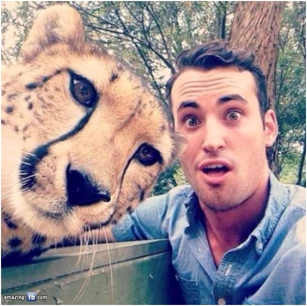 cheetah selfie - amazing fb.com