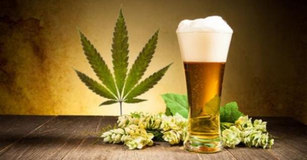Beer and marijuana have more in common than you would think. Beer's hops are in the same family of flowering plants as marijuana.