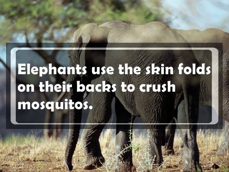 most useless fact - Elephants use the skin folds on their backs to crush mosquitos.