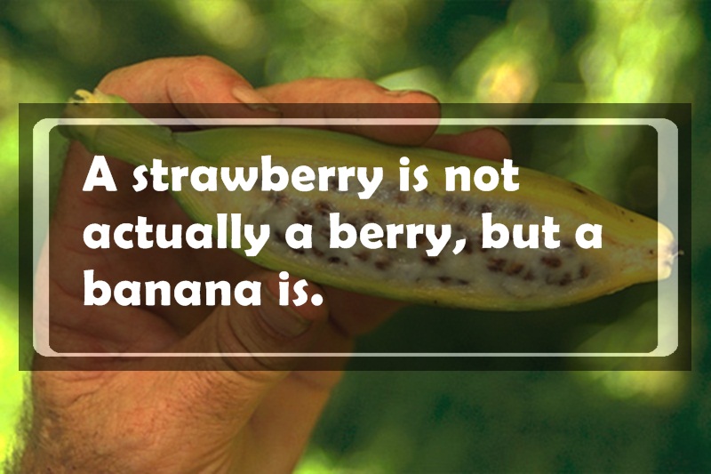 useless facts - A strawberry is not actually a berry, but a banana is.