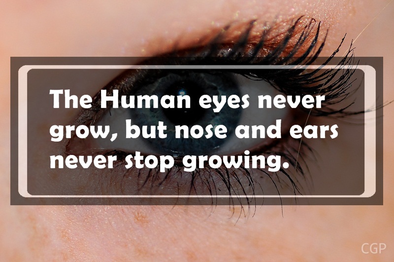 useless facts - The Human eyes never grow, but nose and ears never stop growing. Cgp