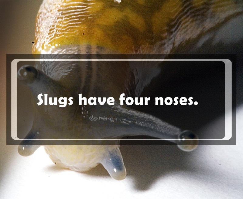 slug - Slugs have four noses.
