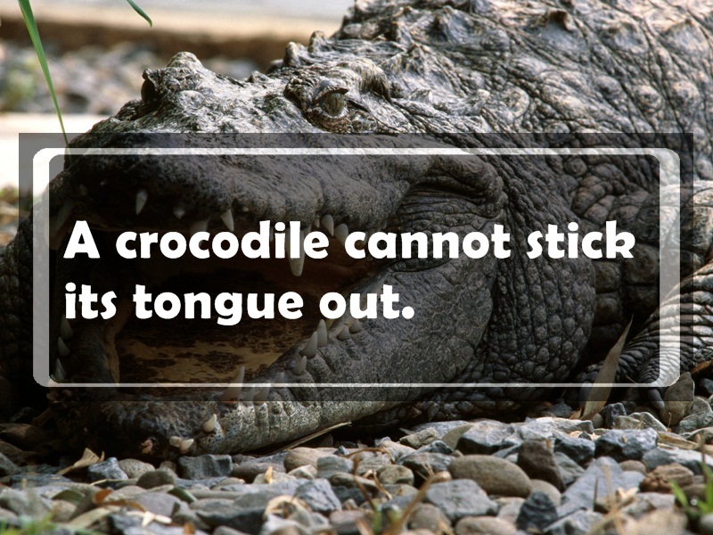 siamese crocodile endangered - A crocodile cannot stick its tongue out.