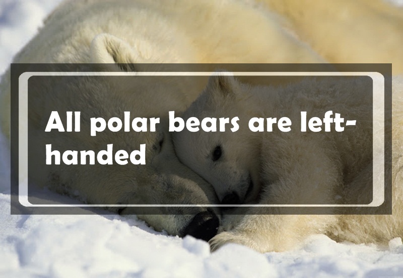 polar bears - All polar bears are left handed