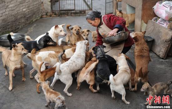 helping stray animals - Chinanews.com
