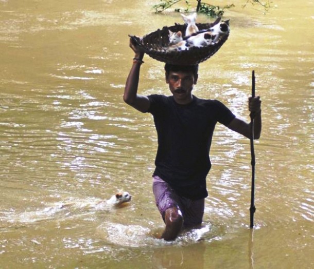A villager carrying stranded kittens to dry land during floods in Cuttack City, India.