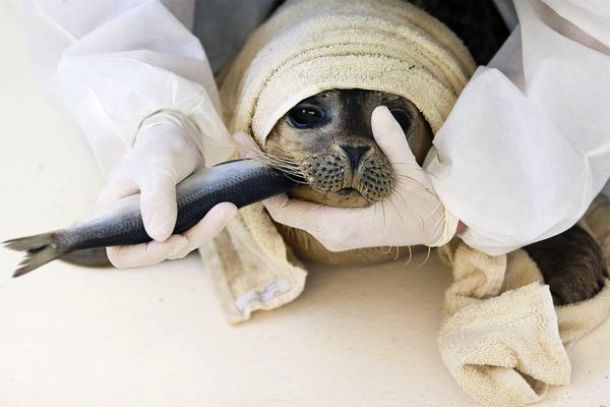 A volunteer feeds a gray seal pup a herring at a seal-rehabilitation center in the Netherlands