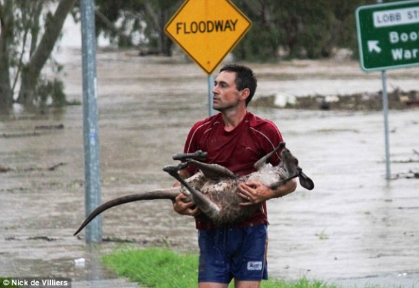 humans saving animals - Floodway Lobb 51 Boo War Nick de Villiers