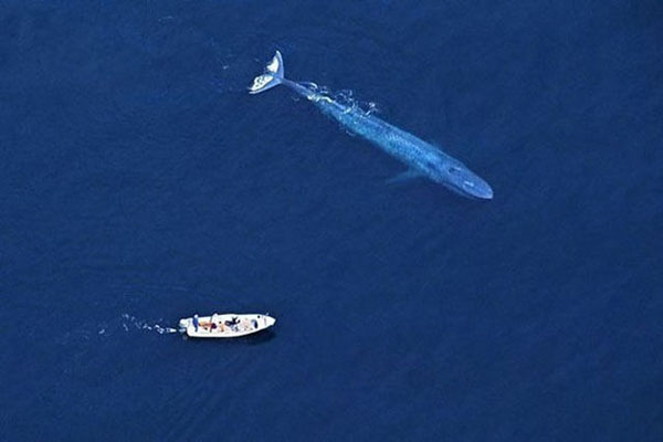 wtf huge blue whale