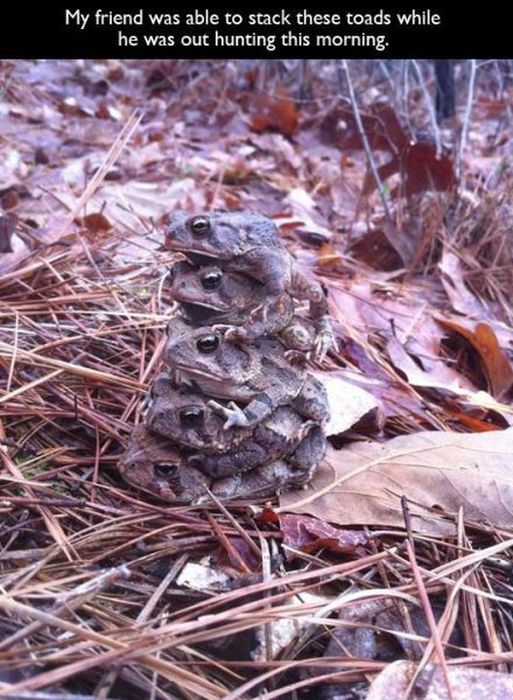 wtf frog stacking - My friend was able to stack these toads while he was out hunting this morning.