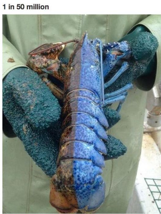 wtf half blue lobster - 1 in 50 million