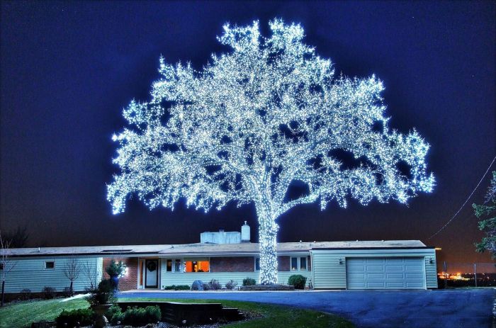 Fascinating photos - Beautiful photo of a tree covered in 40000 LED lights