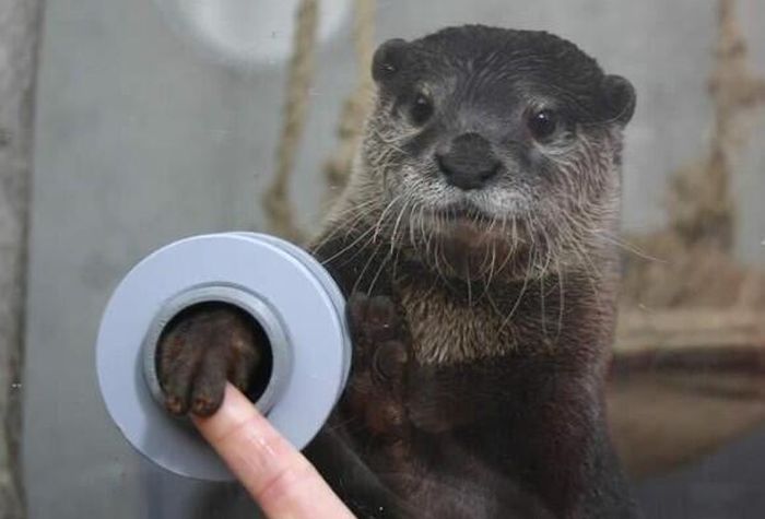 Fascinating photos - shake otters hand aquarium