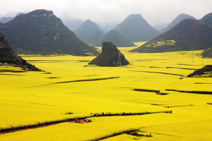 Fascinating photos - canola flower fields china