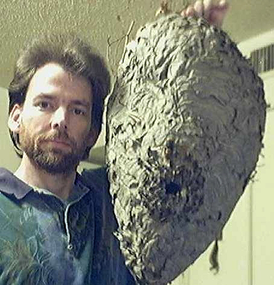 30 Scary Wasp and Wasp Nest Images!