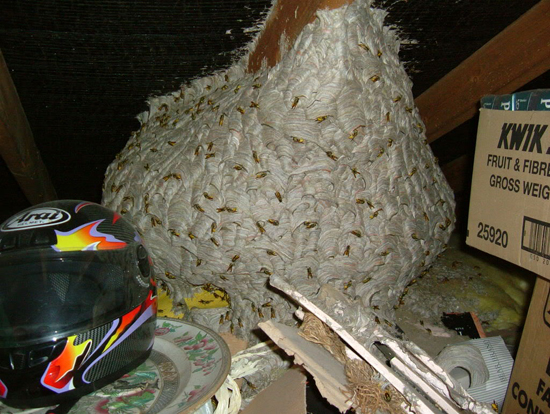 30 Scary Wasp and Wasp Nest Images!