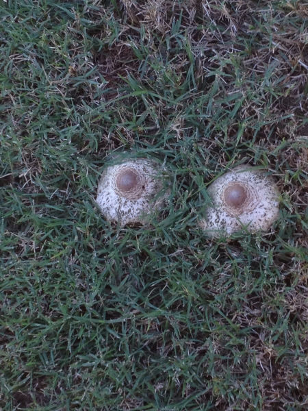 mushrooms that look like nipples -