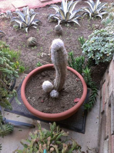 cactus fail