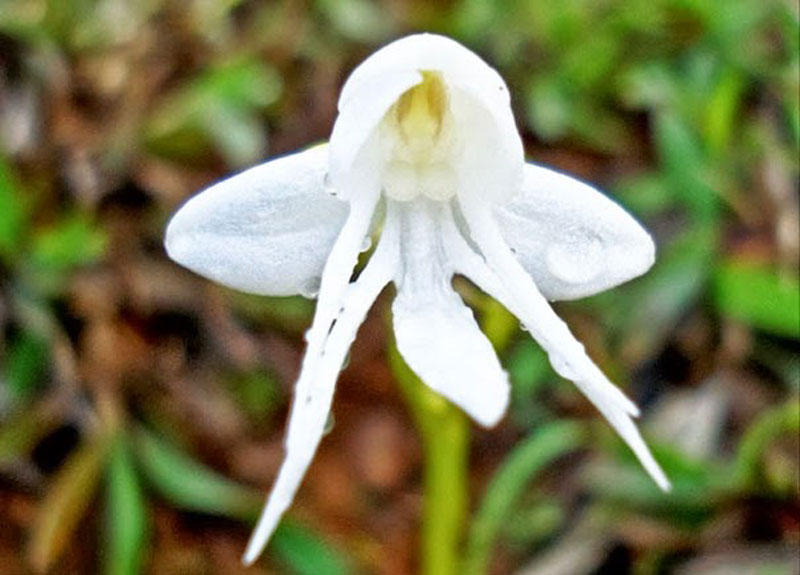 Angel Orchid Habenaria Grandifloriformis