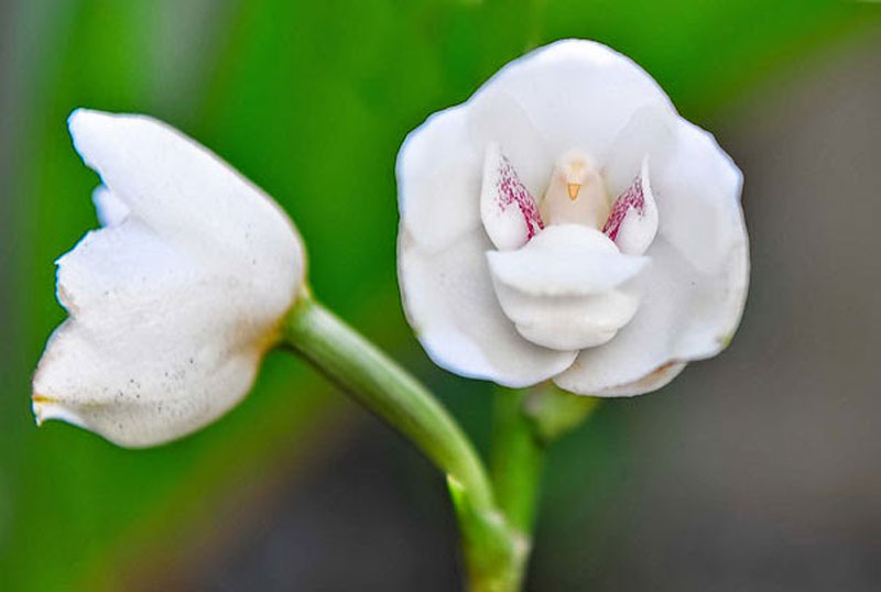 Dove Orchid or Holy Ghost Orchid Peristeria Elata