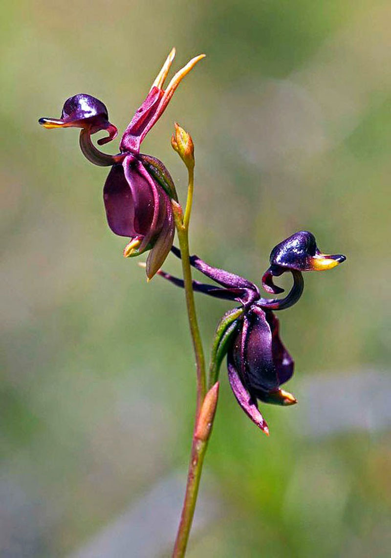 Flying Duck Orchid Caleana Major