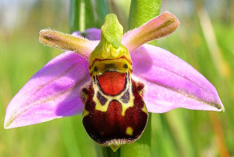 Laughing Bumble Bee Orchid Ophrys Bombyliflora