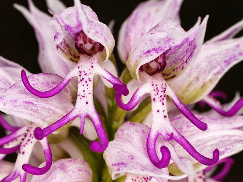 Naked Man Orchid Orchis Italica