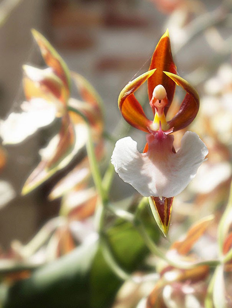 Orchid That Looks Like A Ballerina