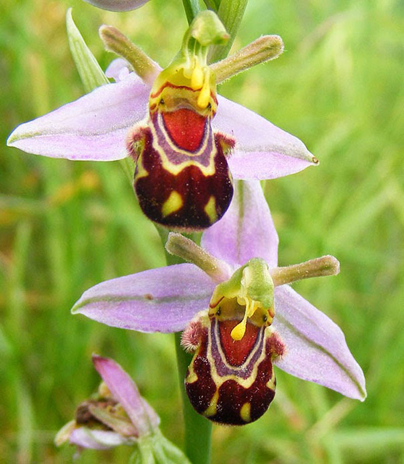 This species of Ophrys also known as bee orchid is native to parts of the Mediterranean region
